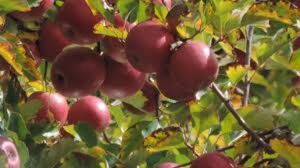 Cider Australia says its in the interests of consumers to know where the apples and pears used in their cider are from.